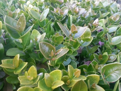 Carissa grandiflora (Natal Plum)