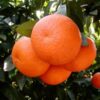Citrus reticulata (Mandarin)