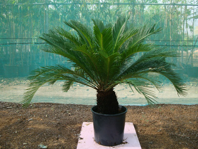Cycas revoluta (Japanese Sago Palm, King Sago Palm, Sago Cycas, Sago Palm)