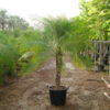 Phoenix roebelenii (Date Palm)