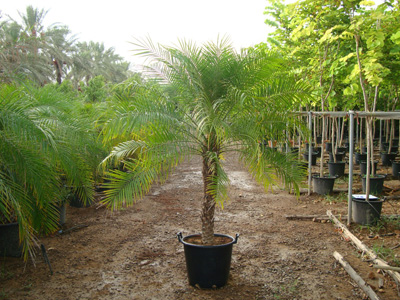 Phoenix roebelenii (Date Palm)