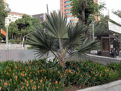 Latania loddigesii (Blue Latan Palm)