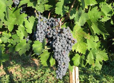 Vitis-vinifera-Grapes