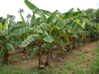 Musa spp (Banana Tree)